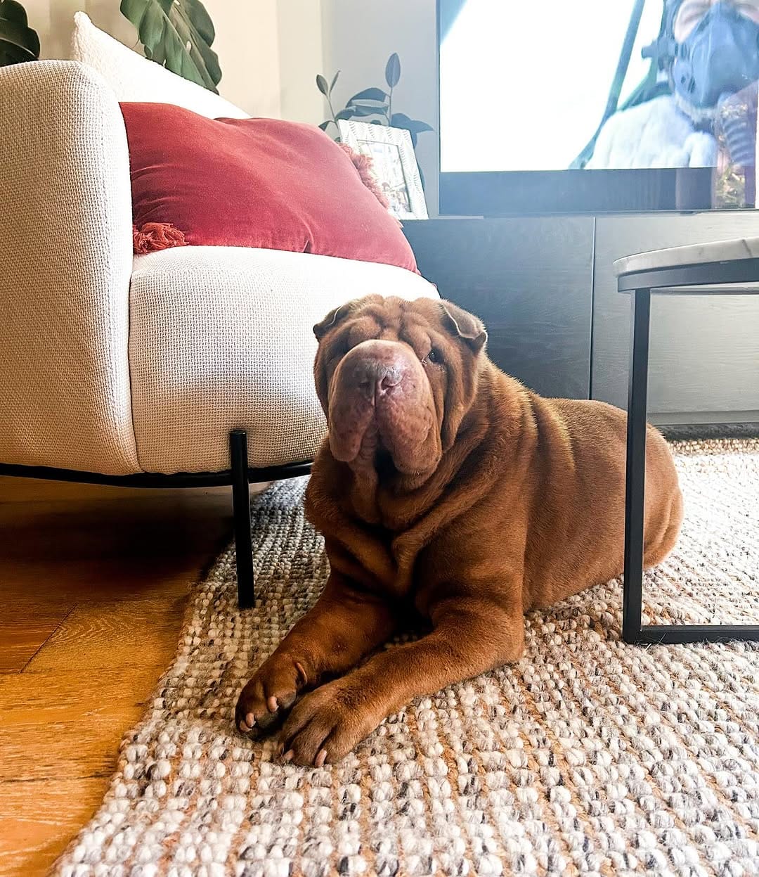 Post 10 by Griffin the Shar-Pei on Instagram (image)