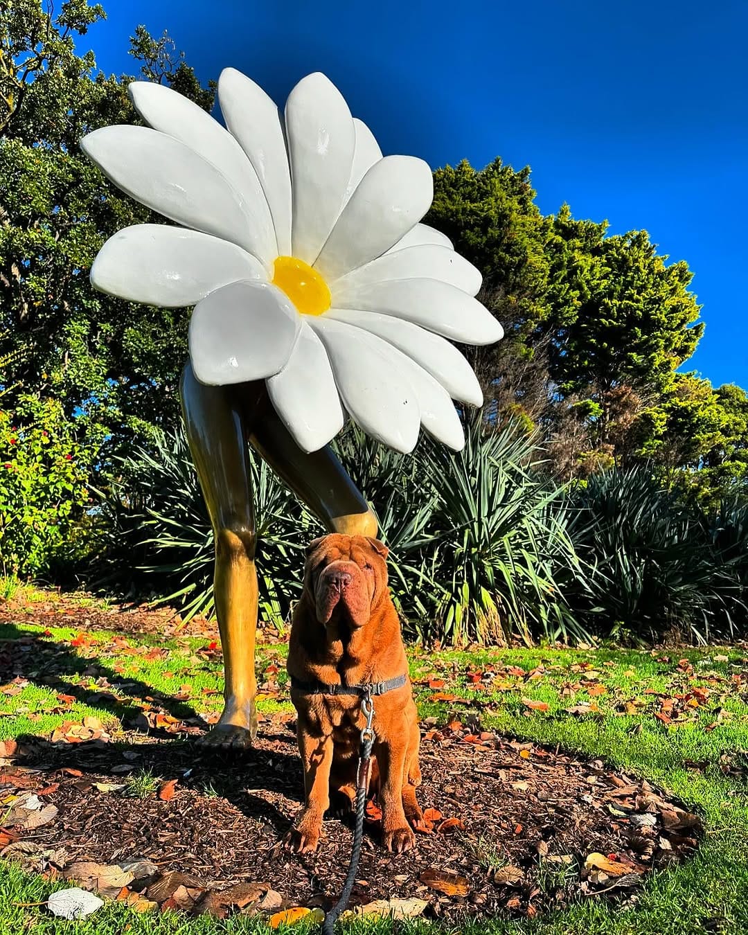 Post 2 by Griffin the Shar-Pei on Instagram (image)