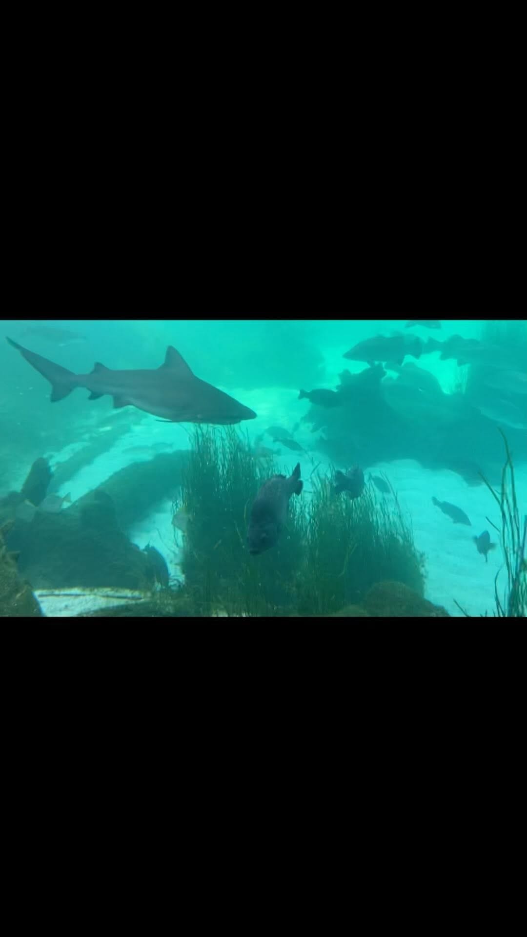 Post 5 by HimaArafath on Instagram (video)