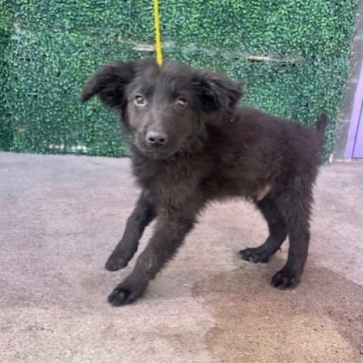 Post 2 by Wet Noses Foster Paws on Instagram (image)