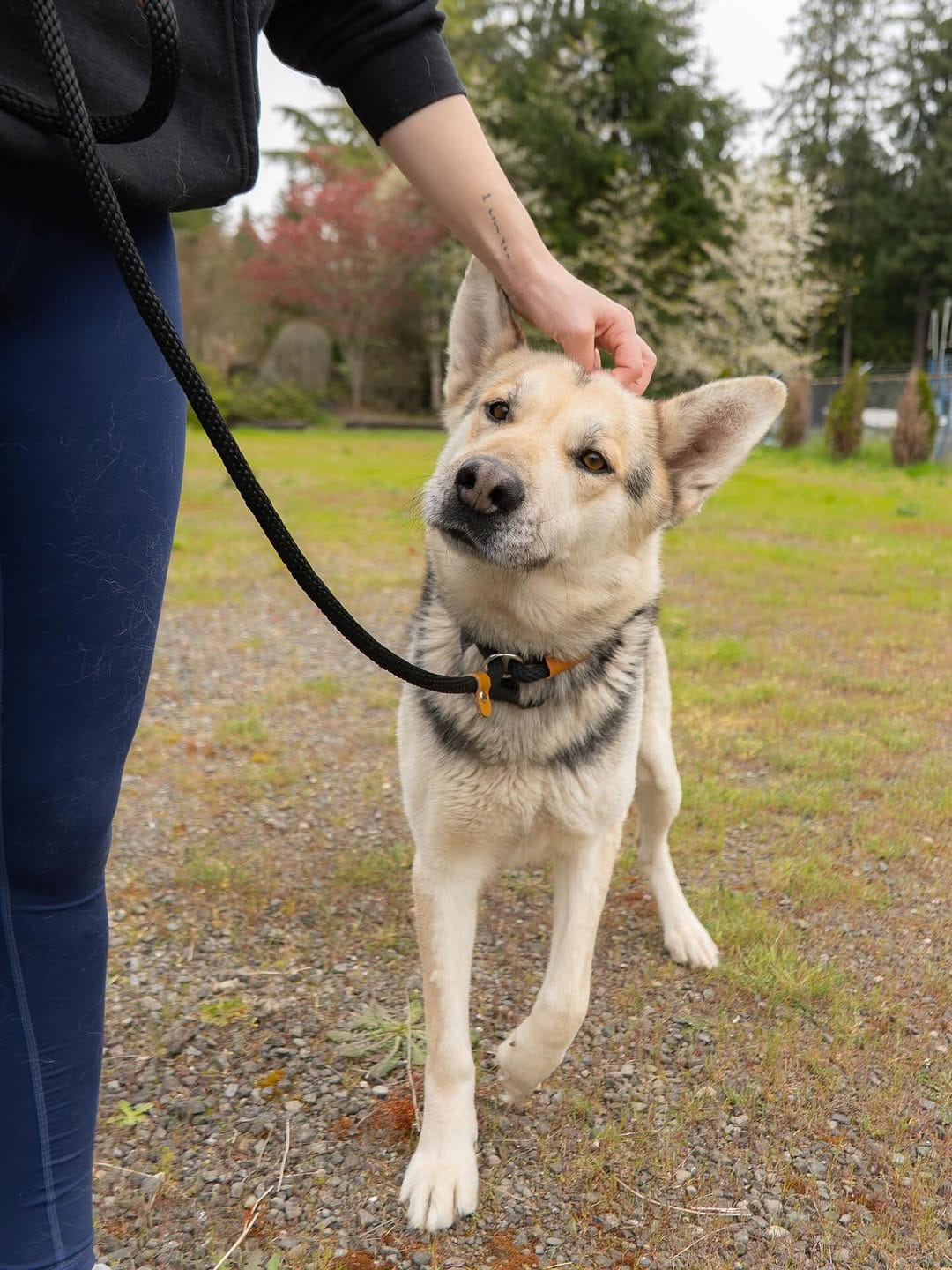 Post 8 by Wet Noses Foster Paws on Instagram (carousel)