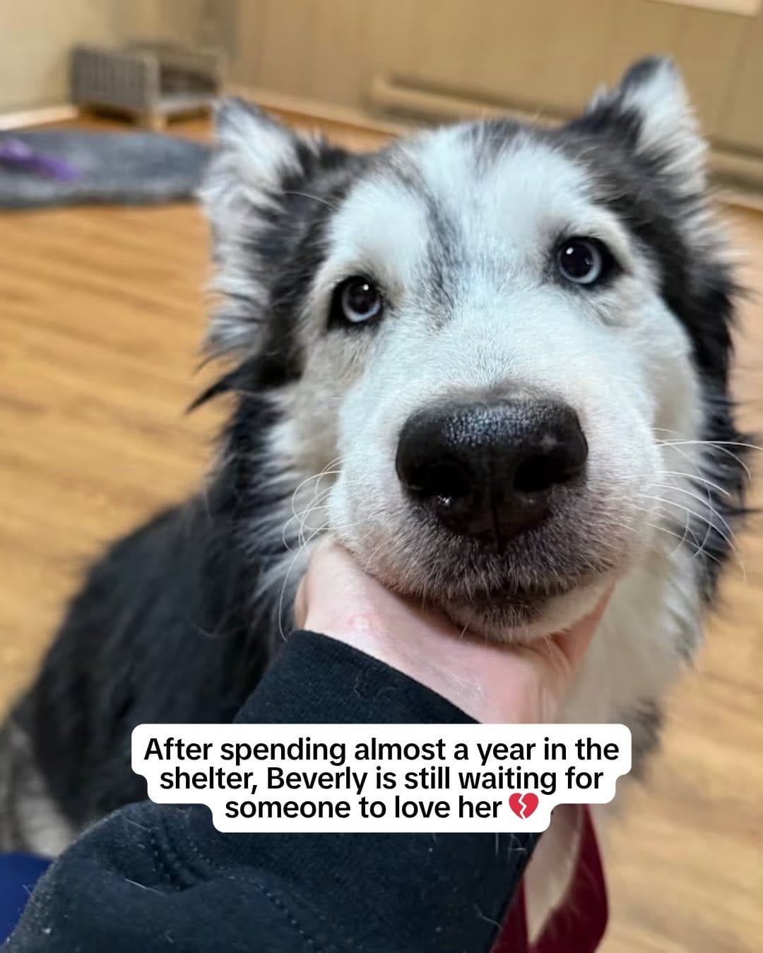 Post 4 by Wet Noses Foster Paws on Instagram (carousel)
