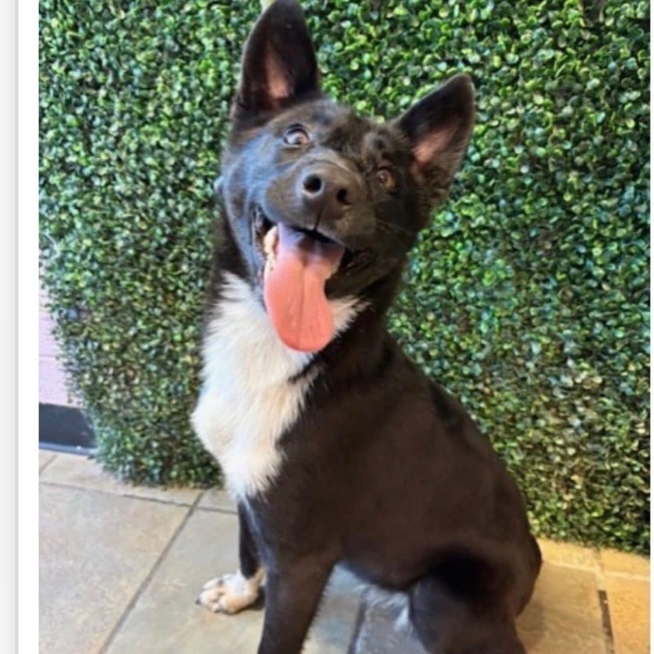 Post 1 by Wet Noses Foster Paws on Instagram (image)