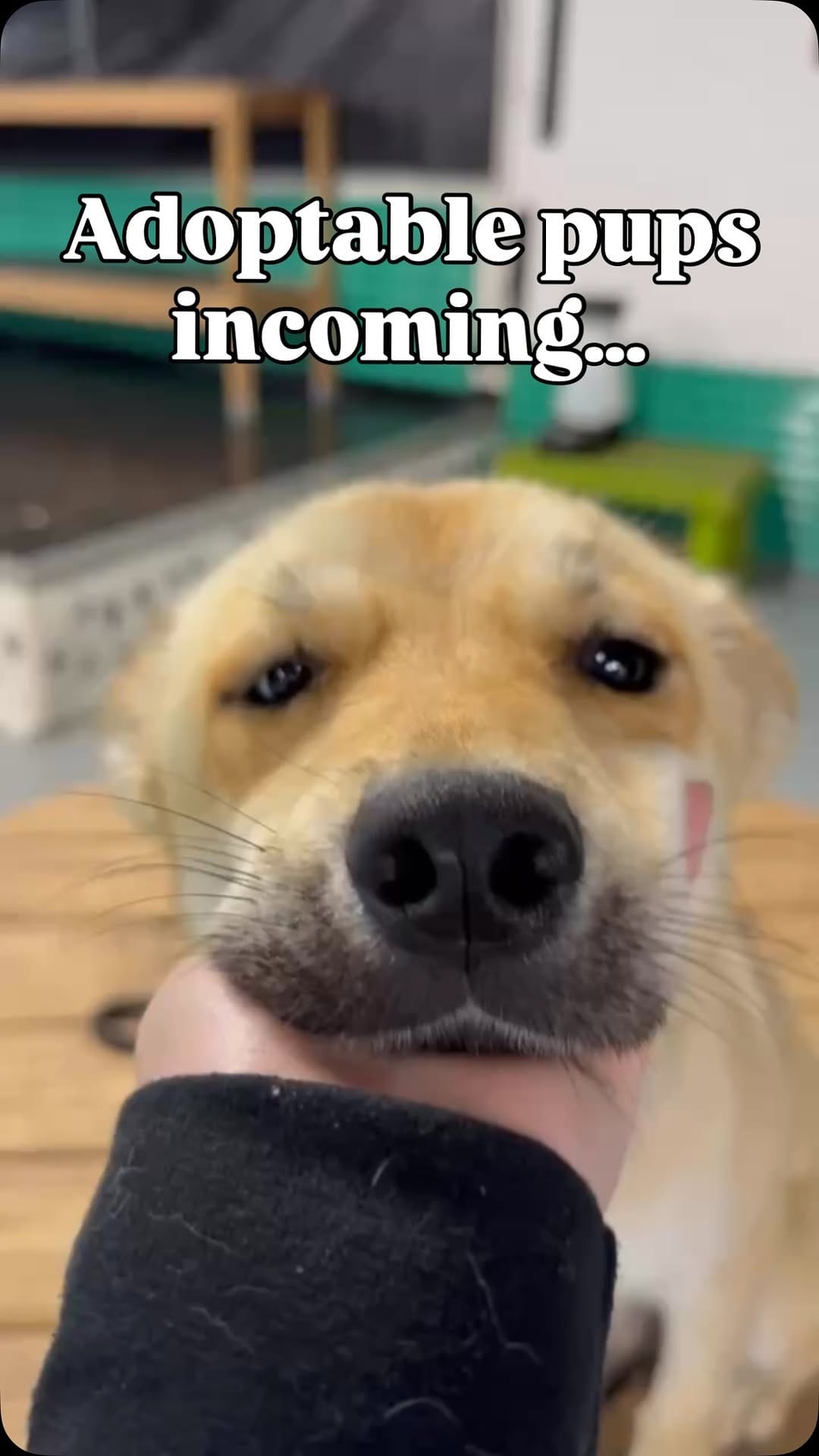 Post 6 by Wet Noses Foster Paws on Instagram (video)