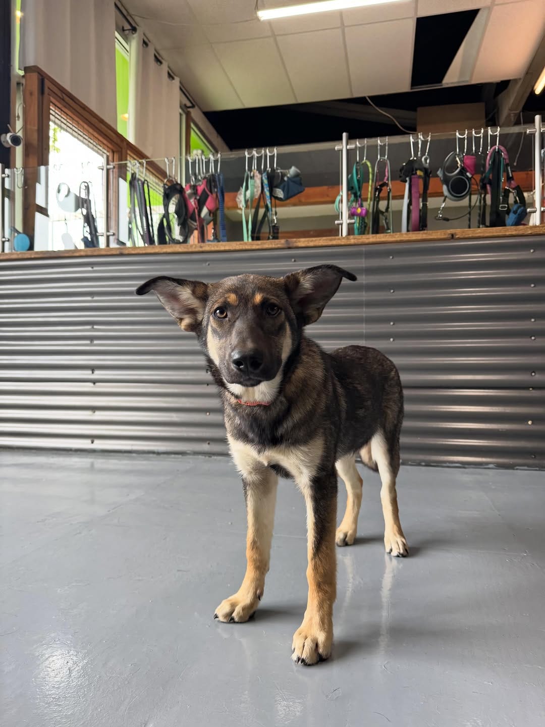 Post 5 by Wet Noses Foster Paws on Instagram (carousel)