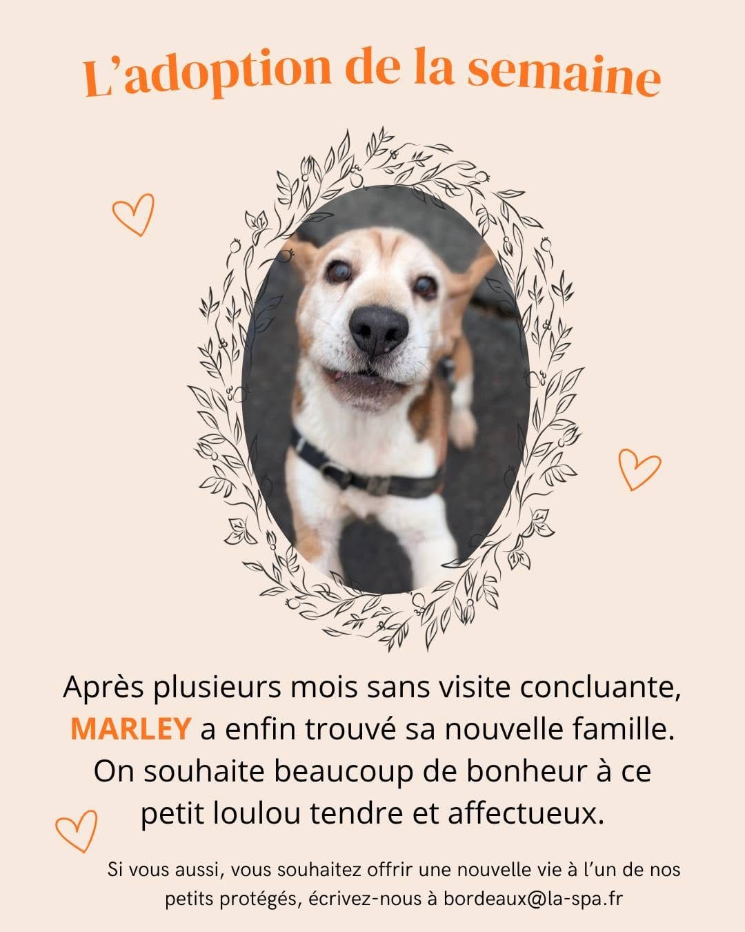 Post 6 by Maison SPA de Bordeaux on Instagram (image)