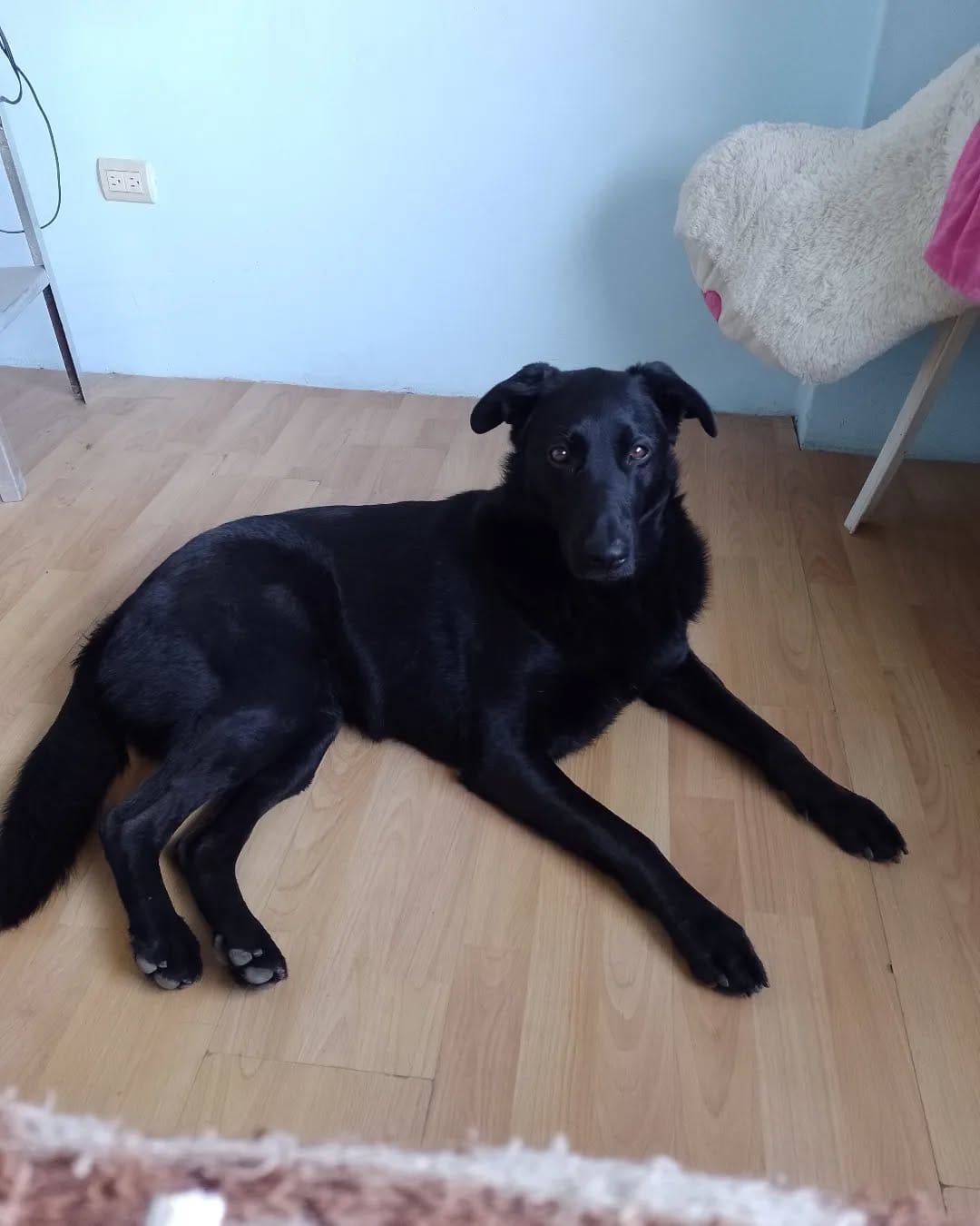 Post 1 by Nala Sánchez 🐾🥰 on Instagram (image)