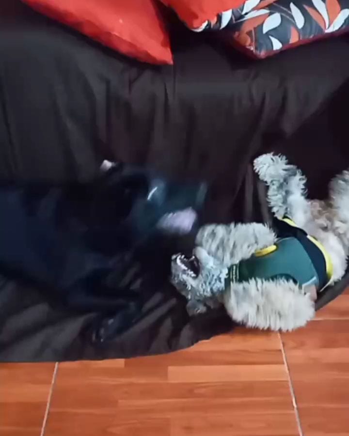 Post 10 by Nala Sánchez 🐾🥰 on Instagram (video)