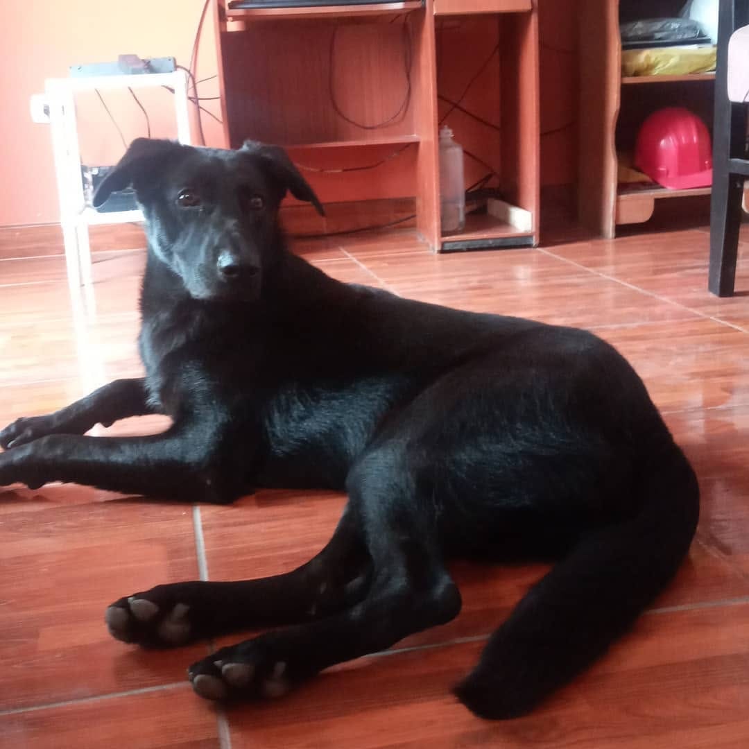 Post 5 by Nala Sánchez 🐾🥰 on Instagram (image)