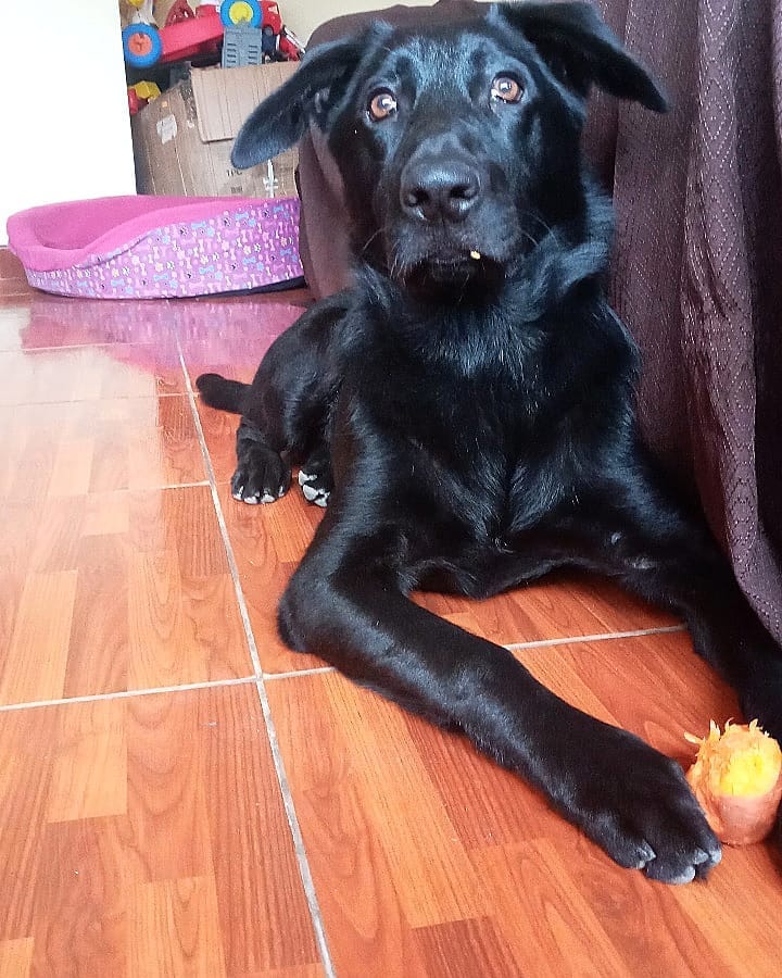Post 6 by Nala Sánchez 🐾🥰 on Instagram (image)