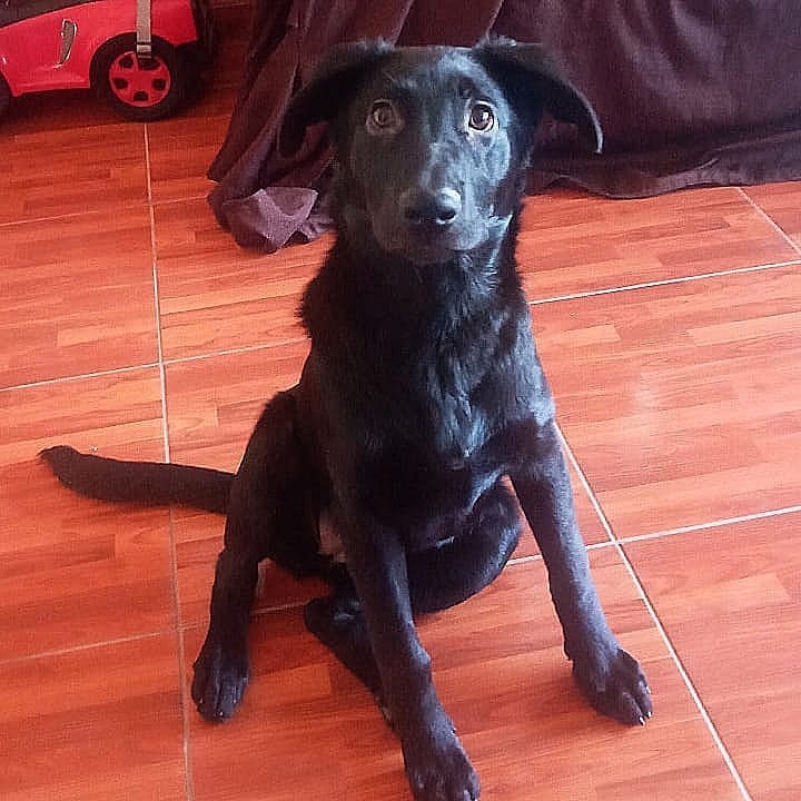 Post 8 by Nala Sánchez 🐾🥰 on Instagram (image)