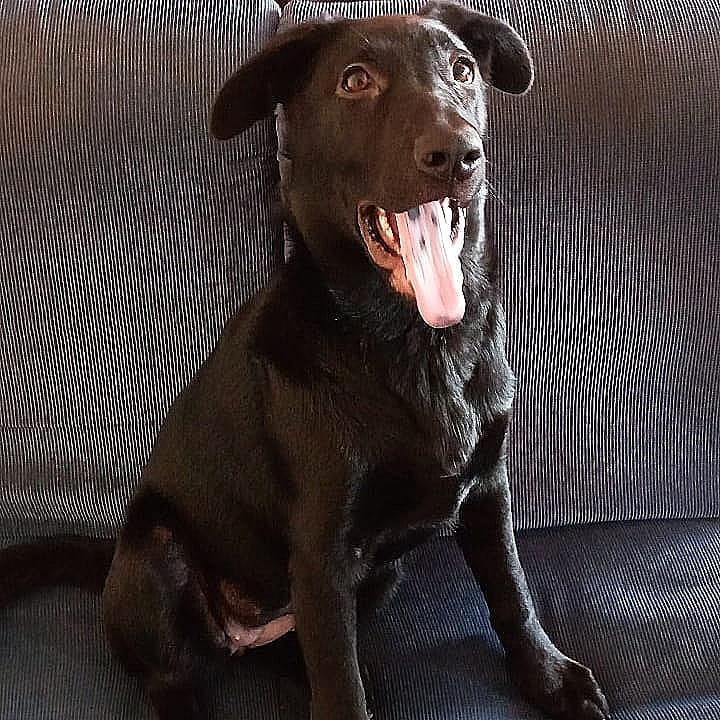 Post 9 by Nala Sánchez 🐾🥰 on Instagram (image)