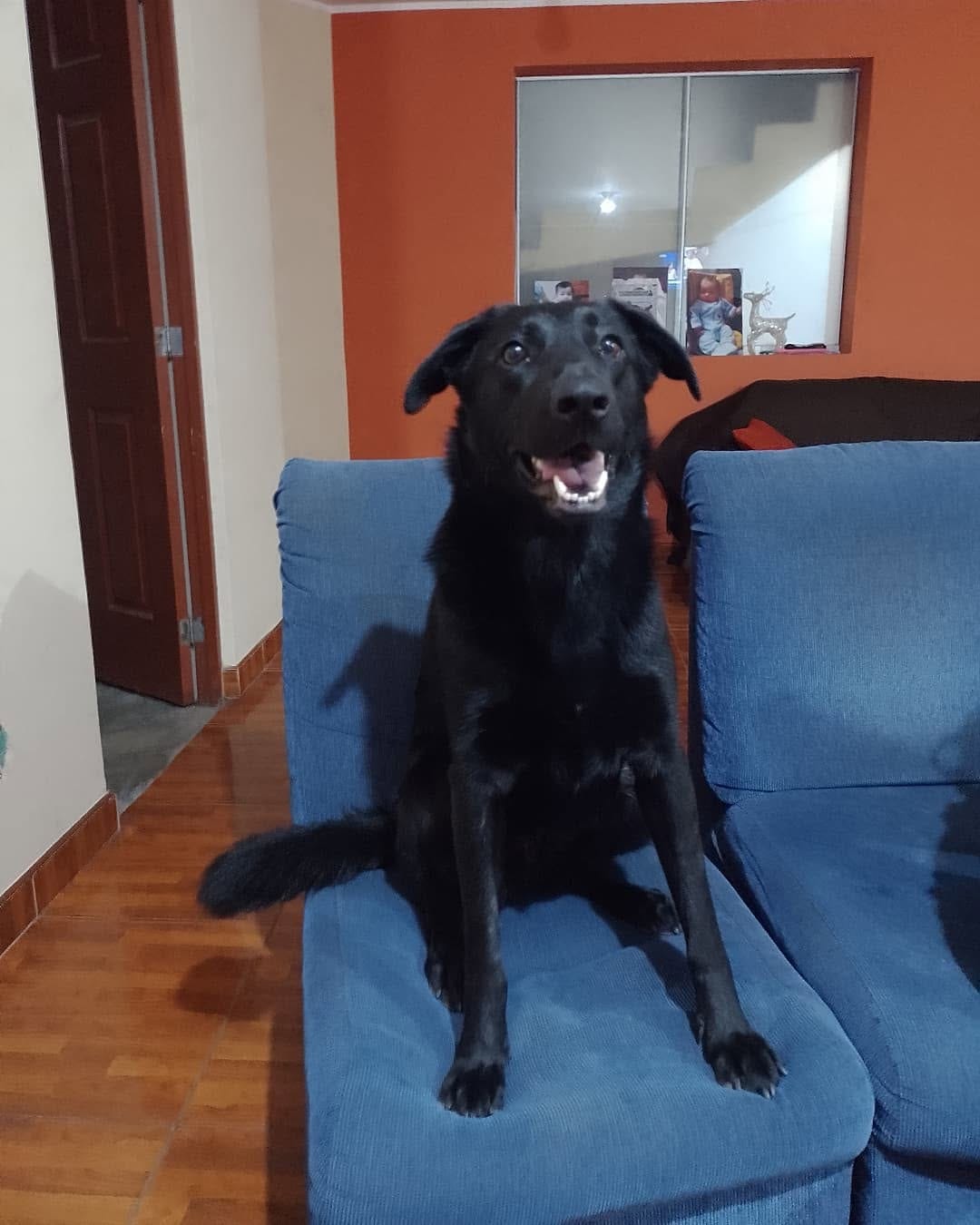 Post 2 by Nala Sánchez 🐾🥰 on Instagram (image)