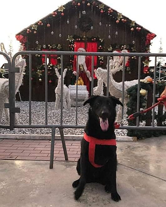 Post 3 by Nala Sánchez 🐾🥰 on Instagram (image)