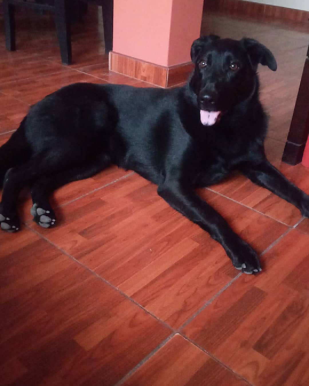 Post 4 by Nala Sánchez 🐾🥰 on Instagram (image)