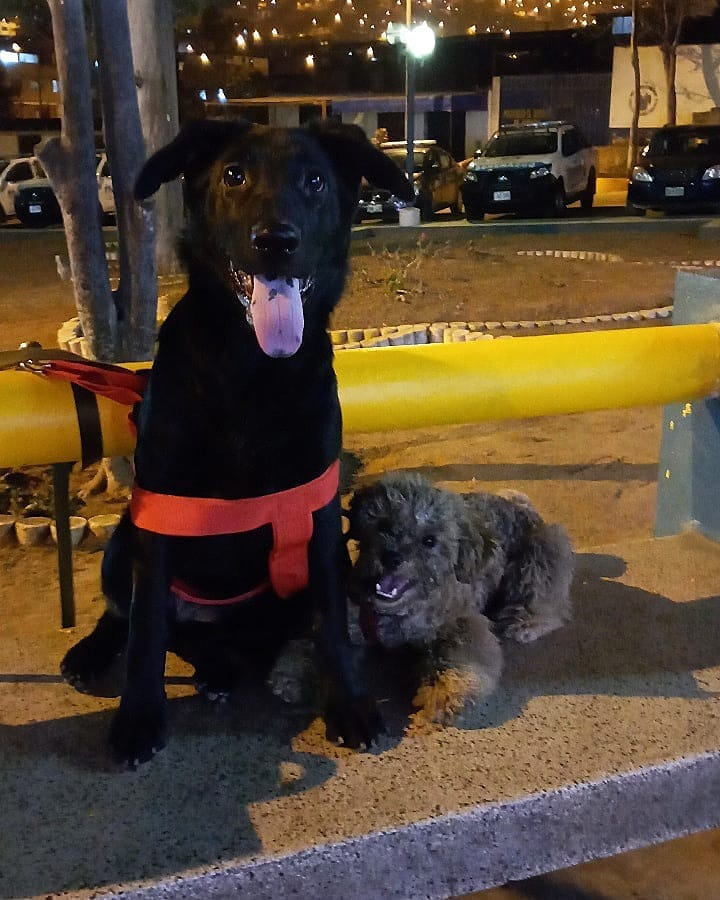 Post 7 by Nala Sánchez 🐾🥰 on Instagram (carousel)