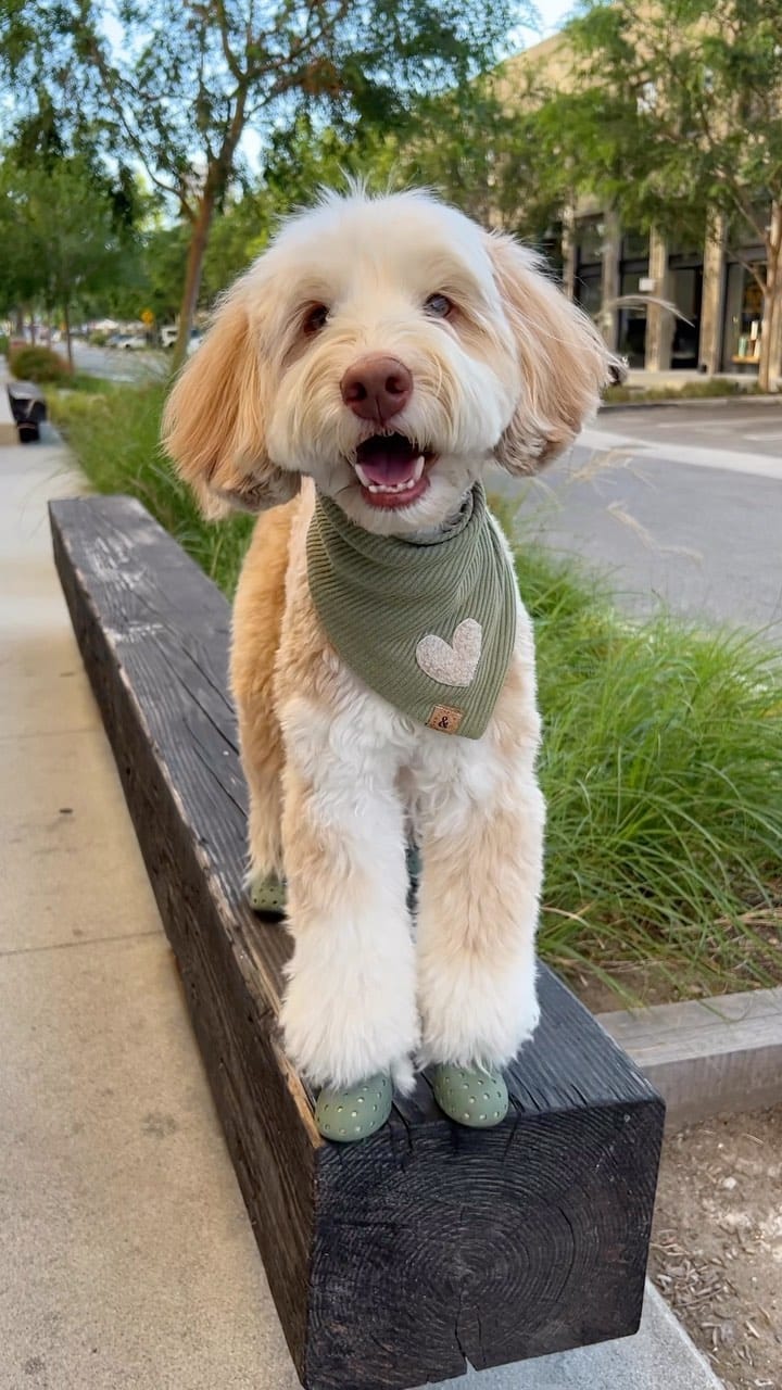 Post 8 by sawyer the labradoodle puppy 🐶 on Instagram (video)