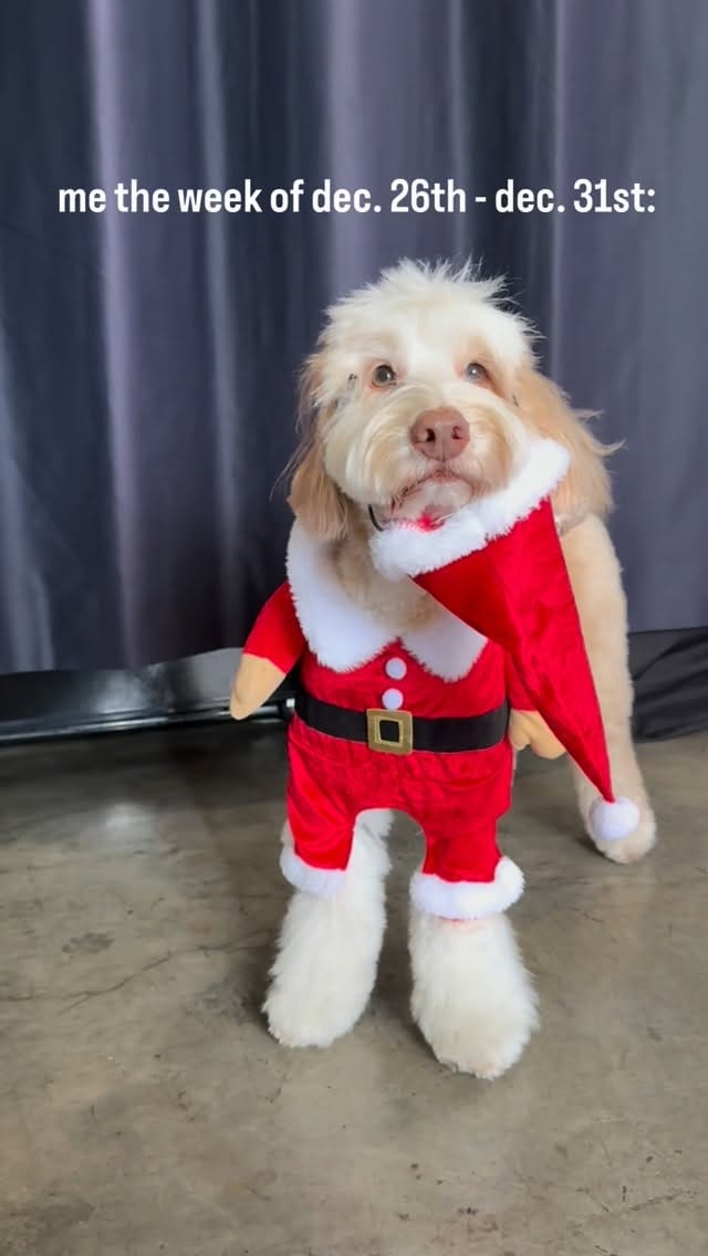 Post 7 by sawyer the labradoodle puppy 🐶 on Instagram (video)