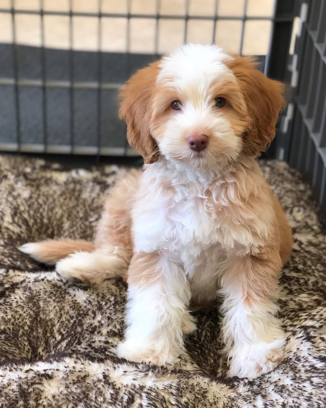 Post 5 by sawyer the labradoodle puppy 🐶 on Instagram (carousel)