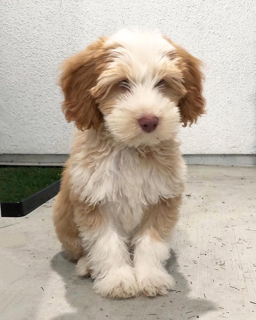 Post 10 by sawyer the labradoodle puppy 🐶 on Instagram (image)