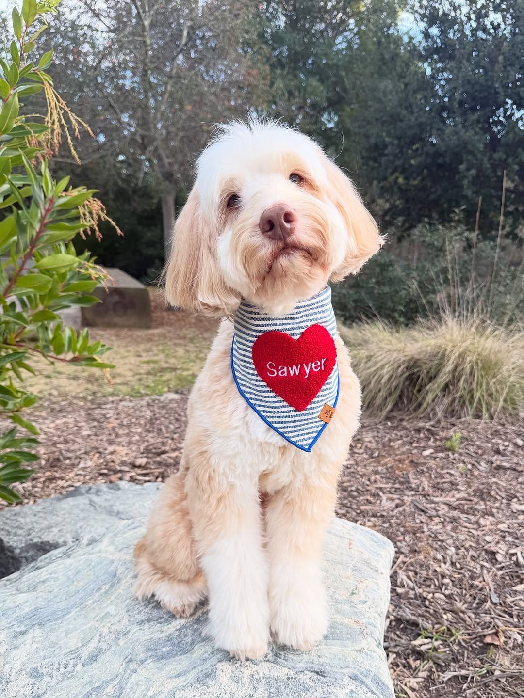 Post 4 by sawyer the labradoodle puppy 🐶 on Instagram (carousel)
