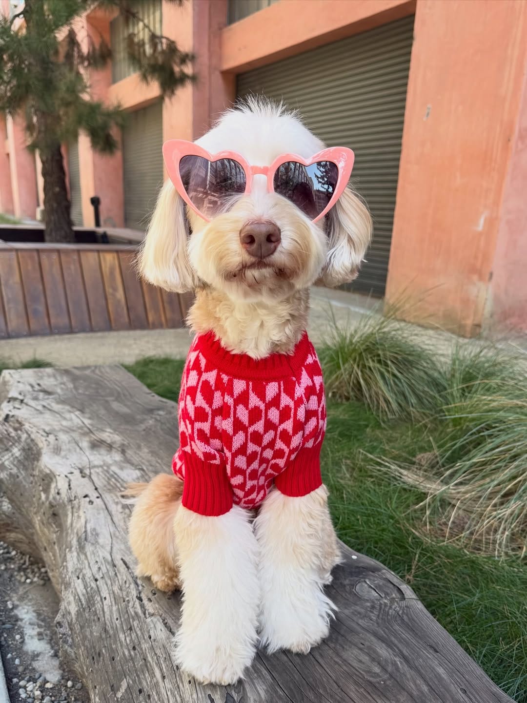 Post 3 by sawyer the labradoodle puppy 🐶 on Instagram (carousel)