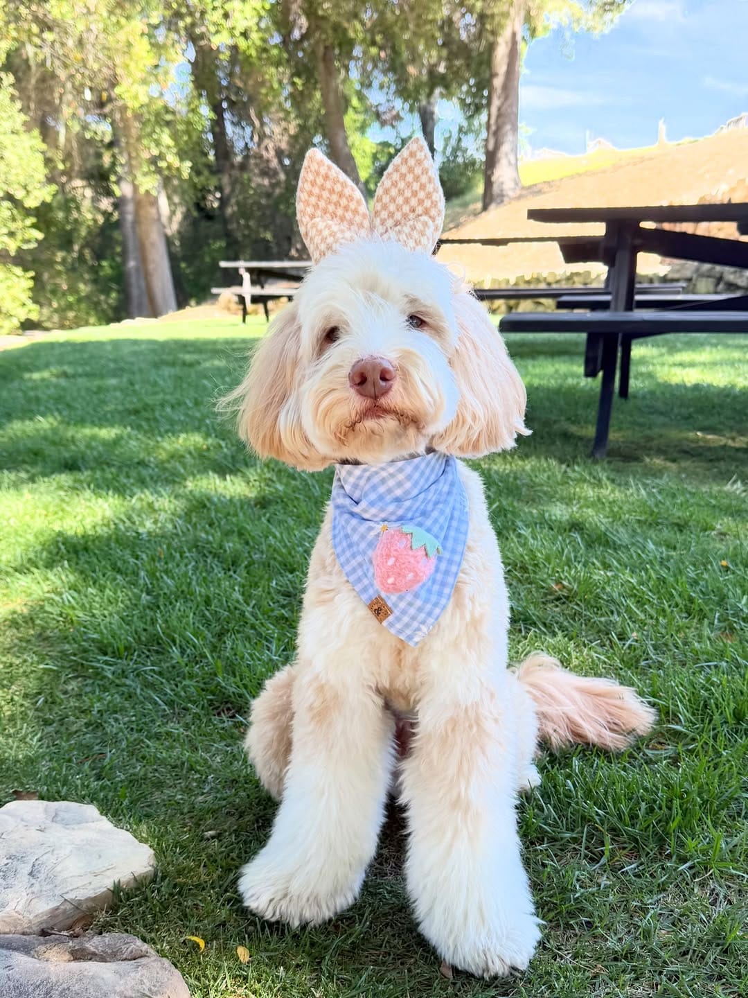 Post 1 by sawyer the labradoodle puppy 🐶 on Instagram (carousel)