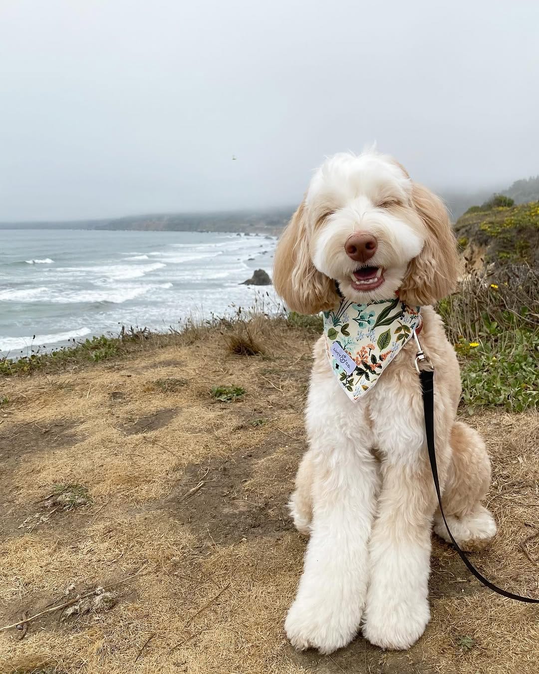 Post 9 by sawyer the labradoodle puppy 🐶 on Instagram (image)