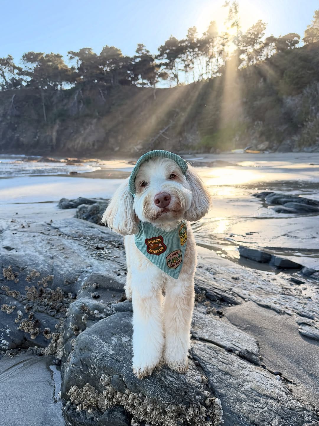 Post 6 by sawyer the labradoodle puppy 🐶 on Instagram (image)