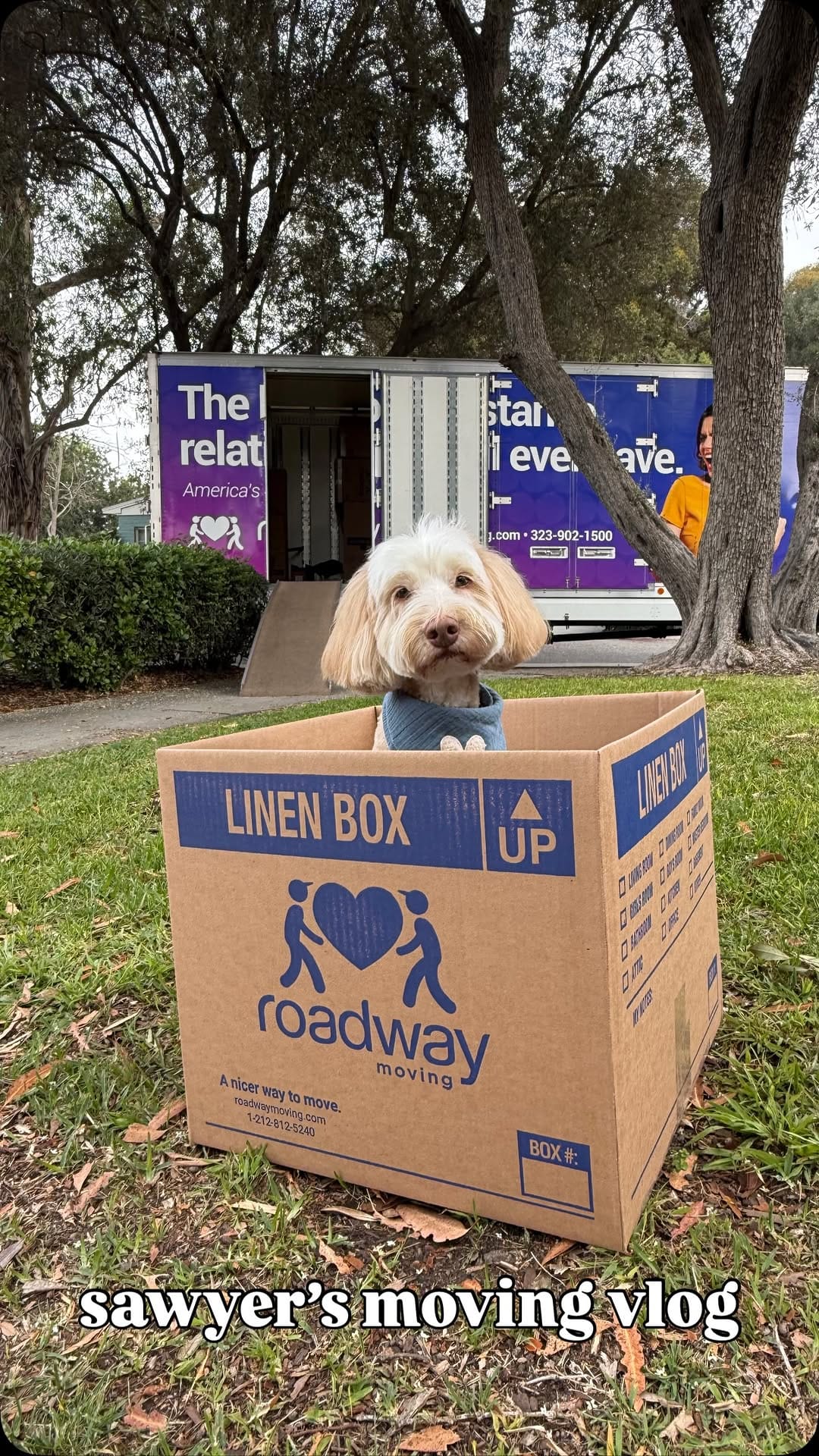 Post 2 by sawyer the labradoodle puppy 🐶 on Instagram (video)