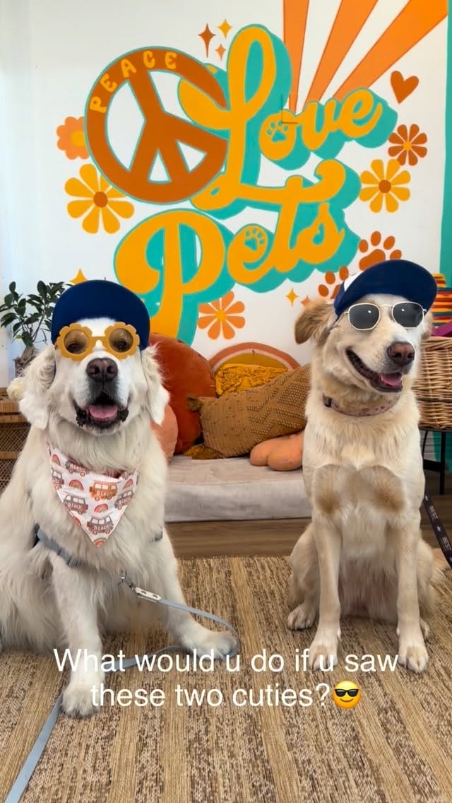 Post 1 by Kuma Bear on Instagram (video)