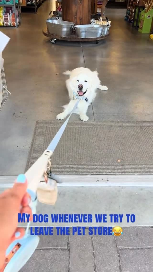 Post 8 by Kuma Bear on Instagram (video)