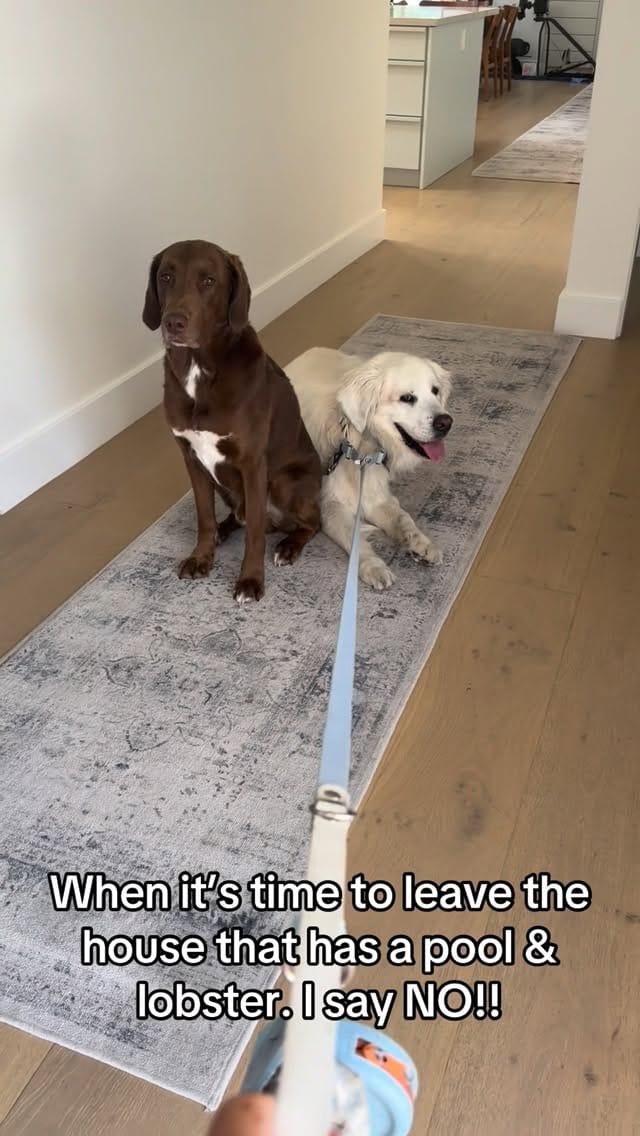 Post 4 by Kuma Bear on Instagram (video)