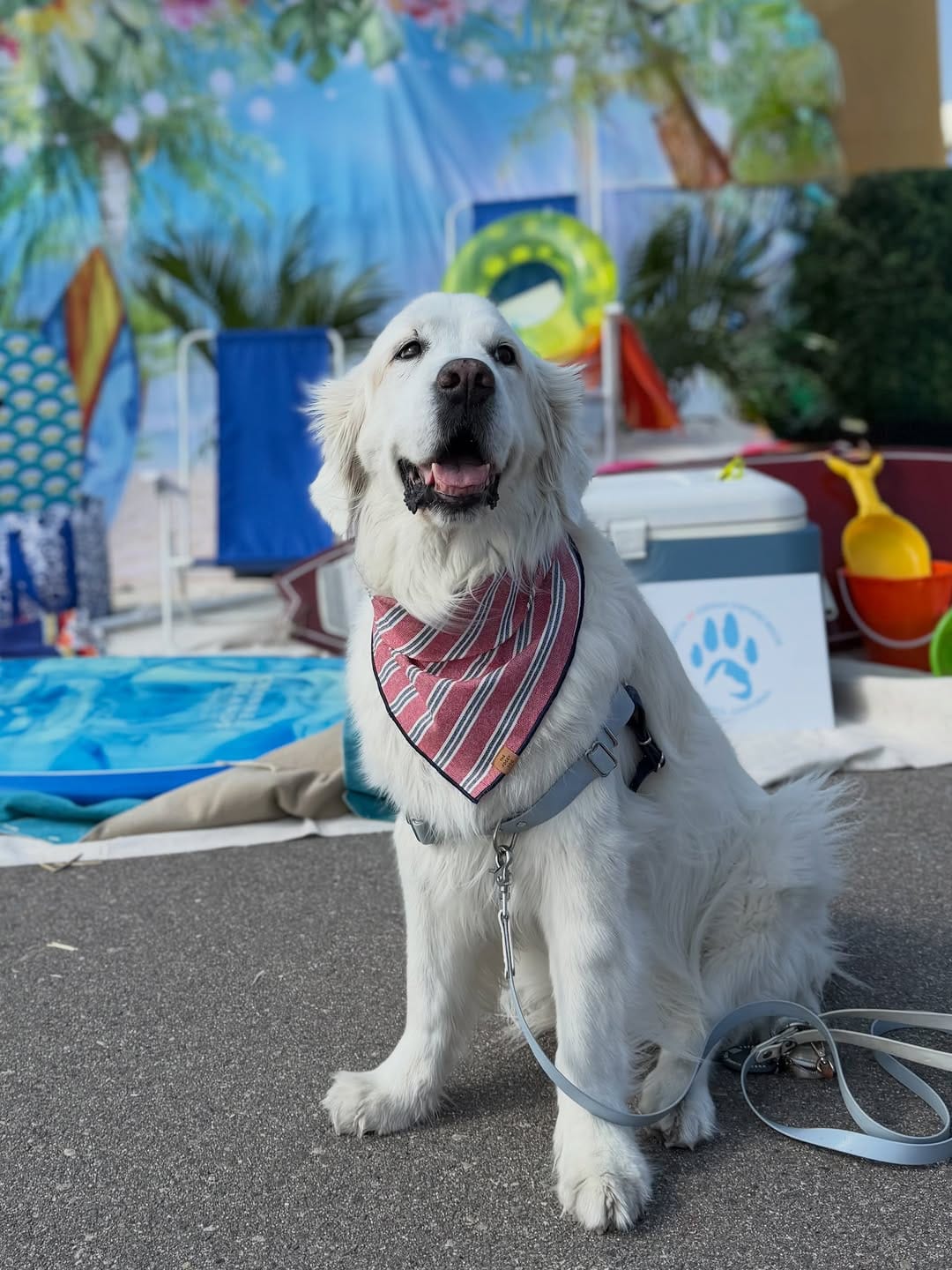 Post 2 by Kuma Bear on Instagram (carousel)