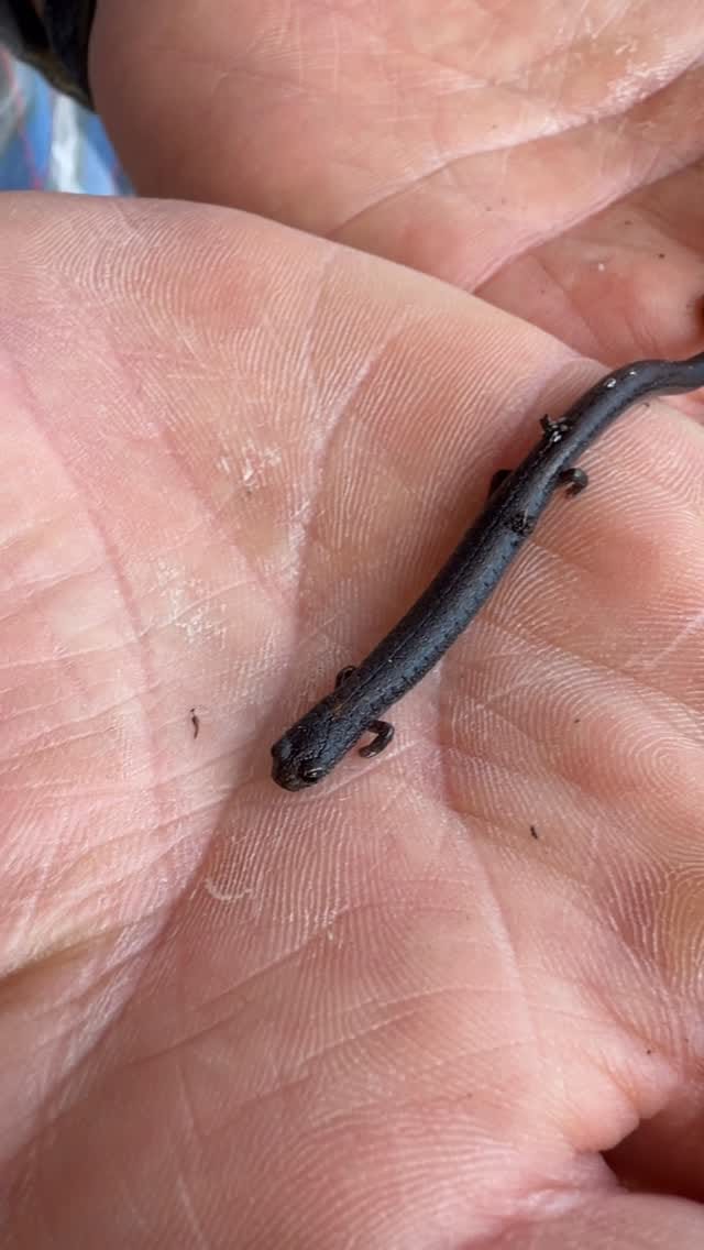 Post 9 by Wild Oak Nature School on Instagram (video)