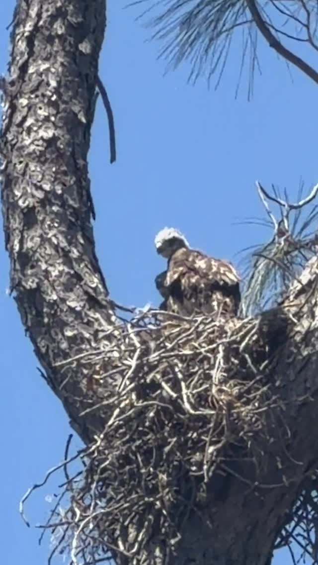 Post 3 by Wild Oak Nature School on Instagram (video)