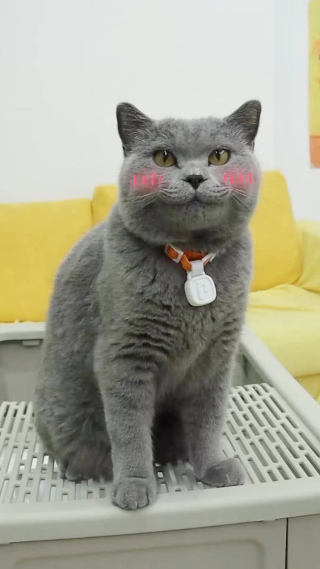 Post 1 by Oscar’s Funny World on Instagram (video)