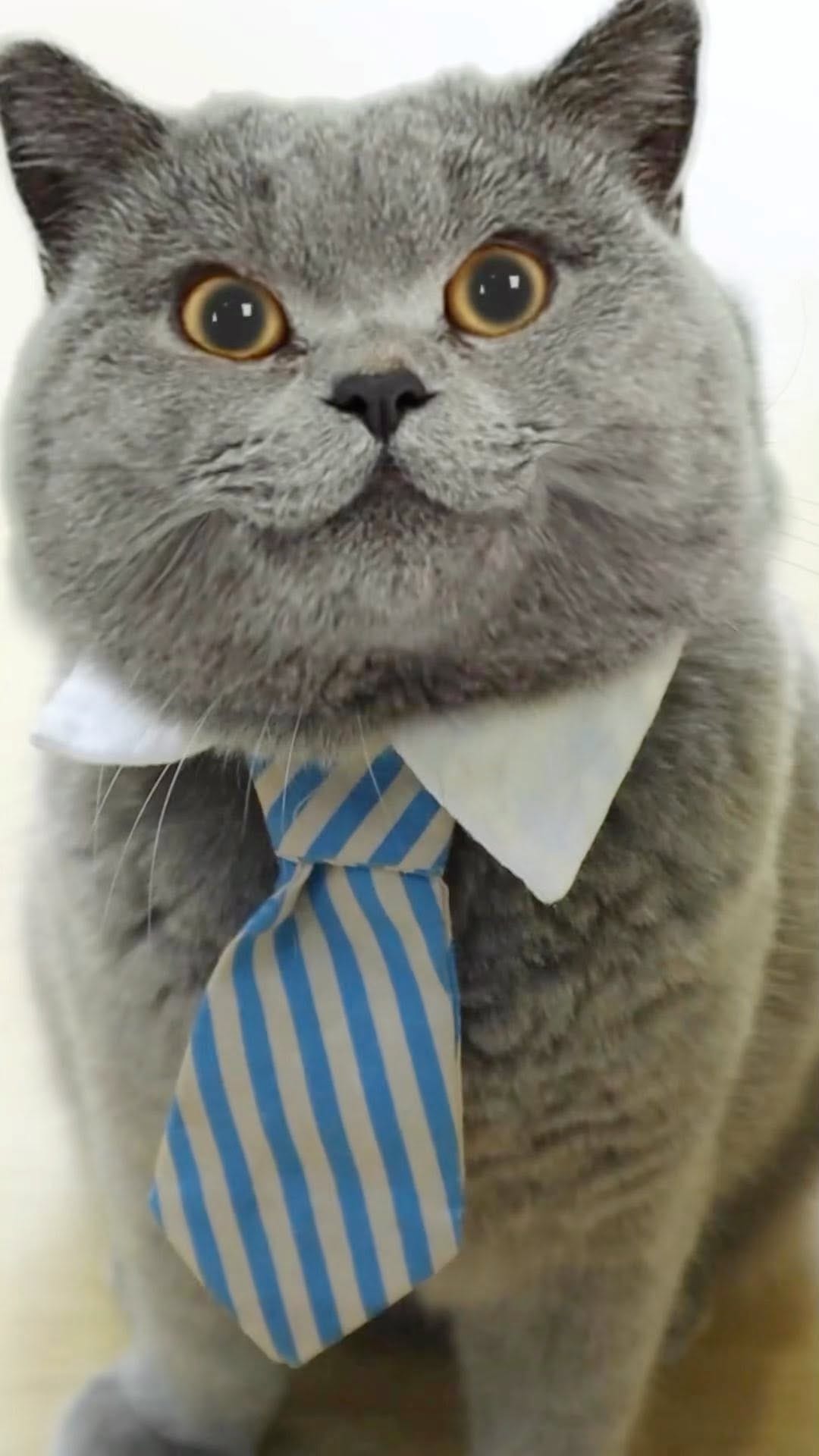 Post 5 by Oscar’s Funny World on Instagram (video)