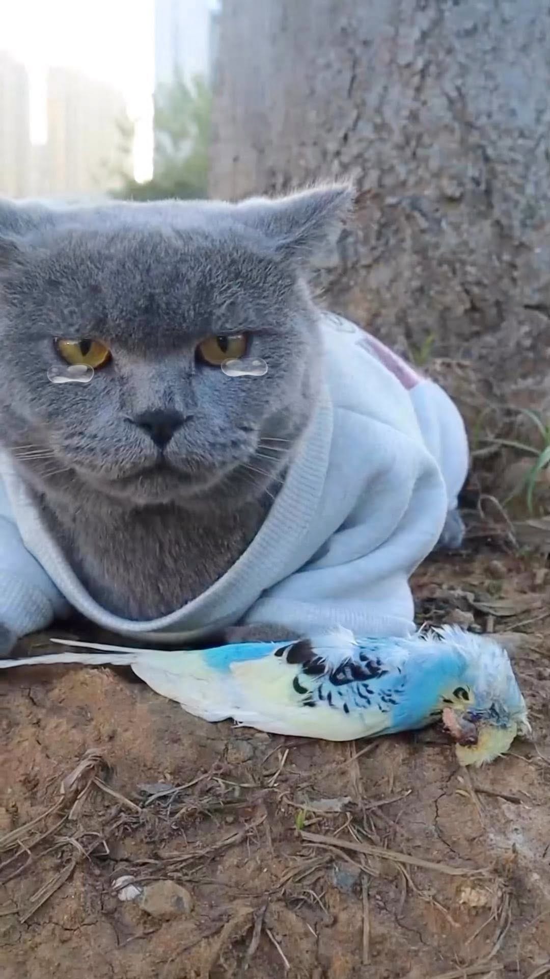Post 4 by Oscar’s Funny World on Instagram (video)