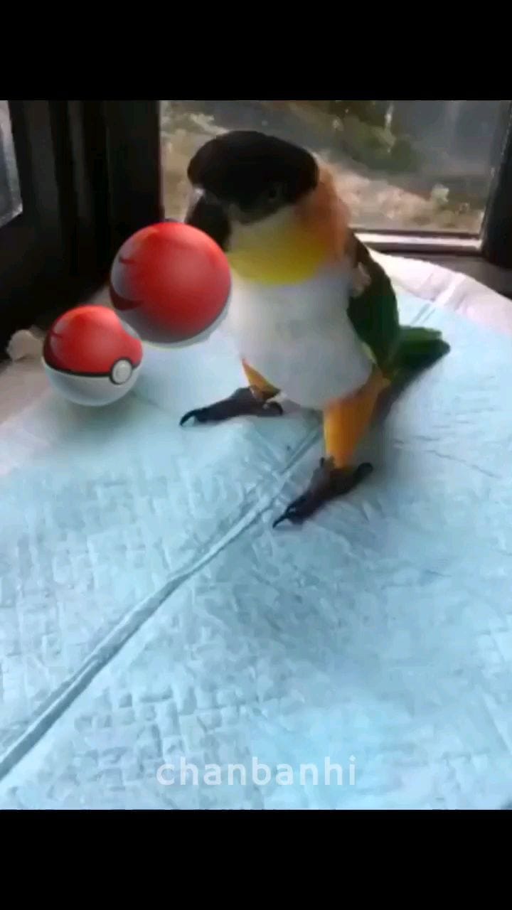 Post 6 by Chan on Instagram (video)