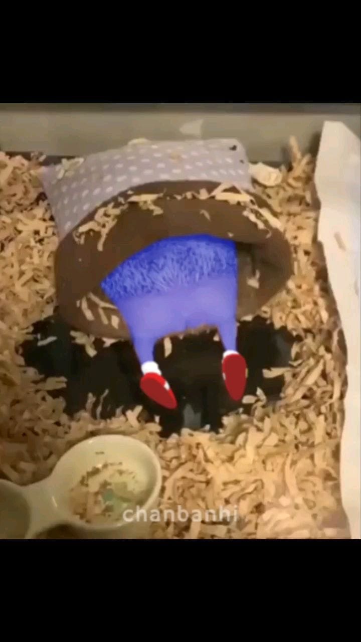 Post 7 by Chan on Instagram (video)
