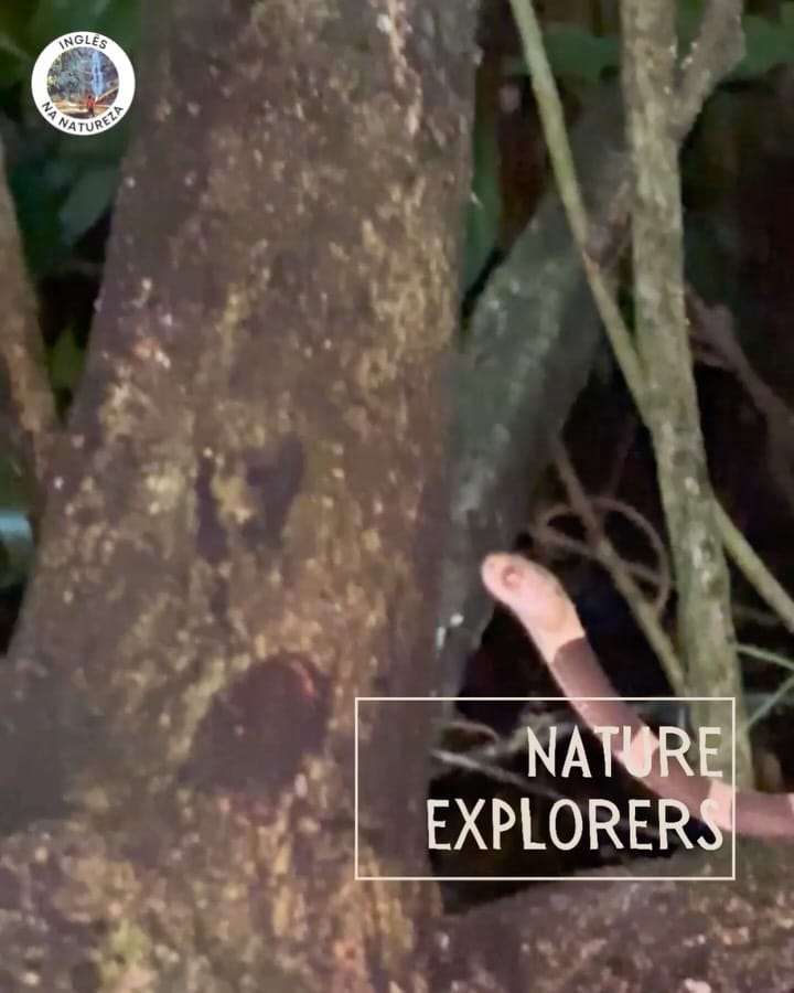 Post 8 by Elizabeth | Inglês na Natureza on Instagram (carousel)