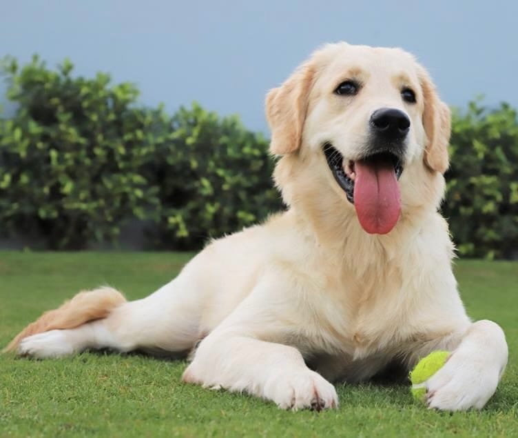 Post 9 by Jeffurry’s Pet Care on Instagram (image)