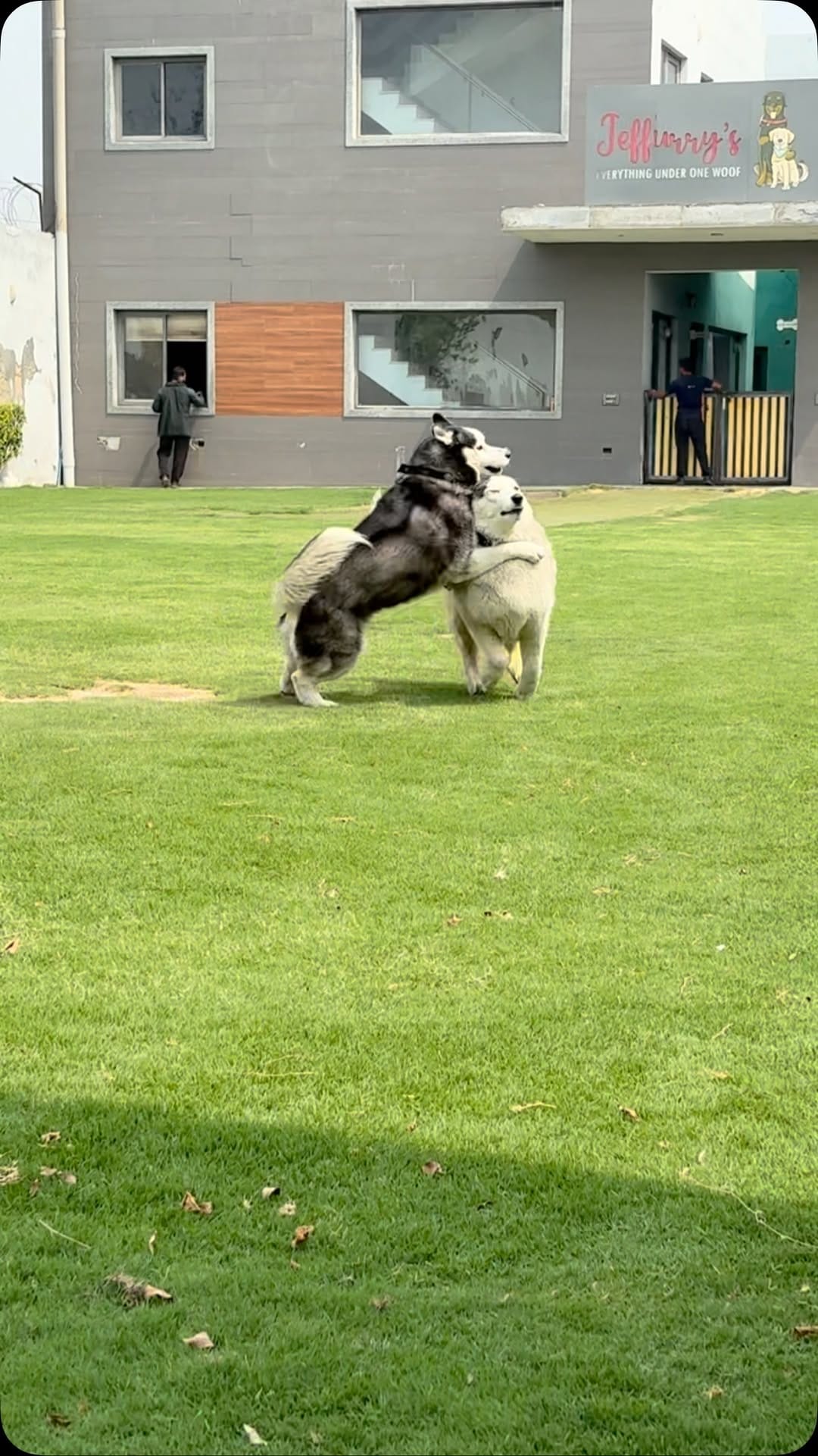 Post 5 by Jeffurry’s Pet Care on Instagram (video)
