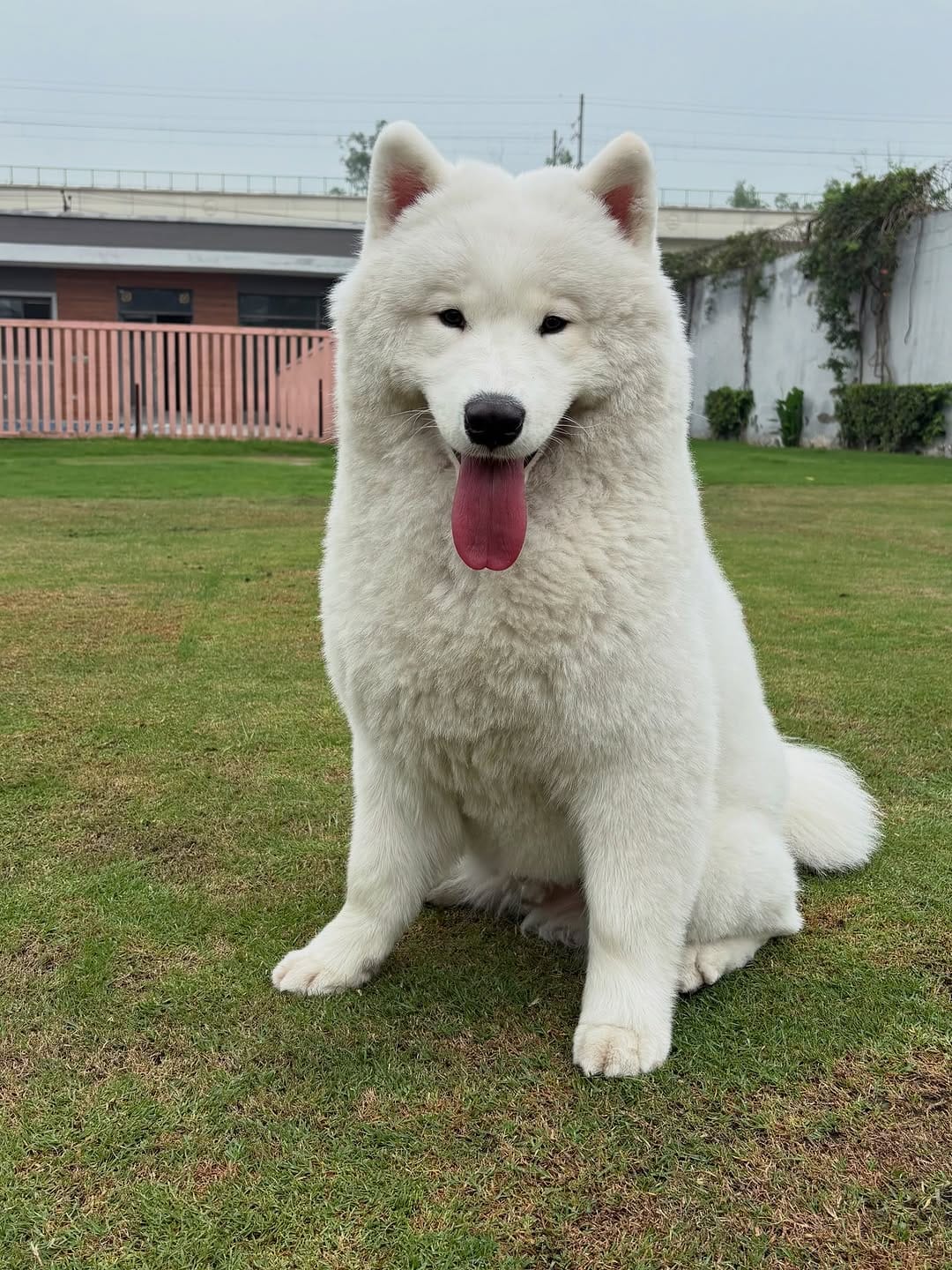 Post 2 by Jeffurry’s Pet Care on Instagram (image)