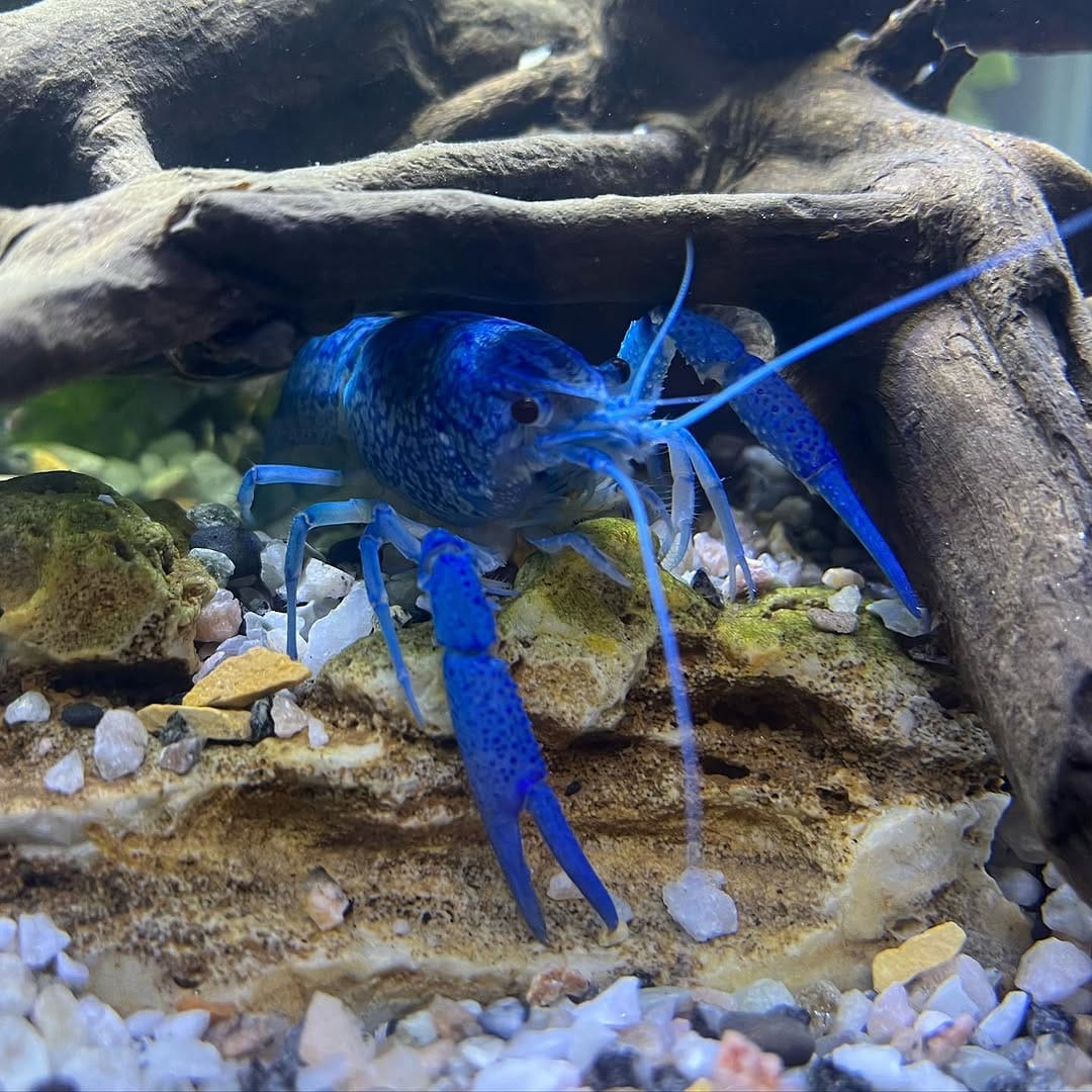 Post 10 by Carson’s Aquatics on Instagram (carousel)
