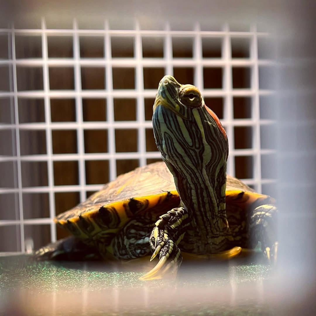 Post 8 by Carson’s Aquatics on Instagram (image)
