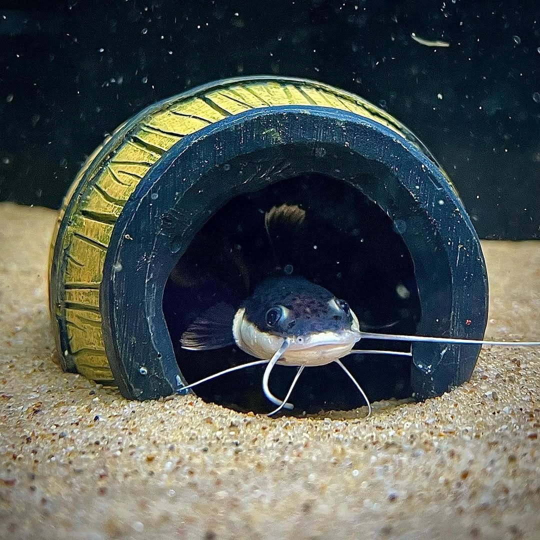 Post 6 by Carson’s Aquatics on Instagram (image)