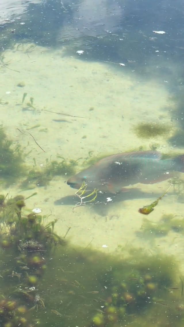 Post 9 by Florida Oceanographic Society on Instagram (video)