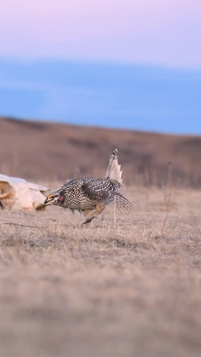 Post 9 by Seth Owens on Instagram (video)
